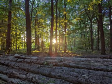 Die Sonne scheint durch dicht aneinander stehende Bäume. Im Vordergrund liegen gefällte Baumstämme gestapelt aufeinander. Auf dem Waldboden , zwischen den Bäumen liegt braunes Laub.