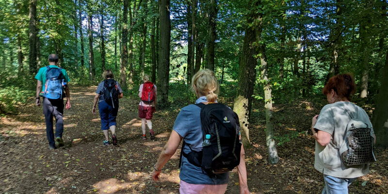 Das Bild zeigt eine Gruppe von fünf Menschen, die auf einem breiten Waldweg wandern. Sie laufen vom Betrachter weg. Das Laub der Bäume ist dicht, grün und spendet Schatten. Der blaue Himmel und die Sonne scheinen durch das dichte Blätterdach, sodass einzelne Lichtflecken auf dem Wanderweg zu erkennen sind. Alle Personen tragen Rucksäcke, die unterschiedlich groß und farbig sind. Zwei Rucksäcke sind schwarz, einer ist blau, ein anderer ist rot und einer ist bräunlich mit grau glänzenden Kreisen.